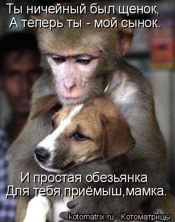 Ты ничейный был щенок, А теперь ты - мой сынок. И простая обезьянка Для тебя,приёмыш,мамка.... Котоматрица: Ты ничейный был щенок, А теперь ты - мой сынок. И простая обезьянка Для тебя,приёмыш,мамка.