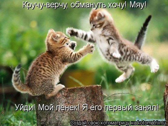 Кручу-верчу, обмануть хочу! Мяу! Уйди! Мой пенек! Я его первый занял!... Котоматрица: Кручу-верчу, обмануть хочу! Мяу! Уйди! Мой пенек! Я его первый занял!