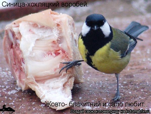 Синица-хохляцкий воробей. Жовто- блакитний и сало любит...... Котоматрица: Синица-хохляцкий воробей. Жовто- блакитний и сало любит...