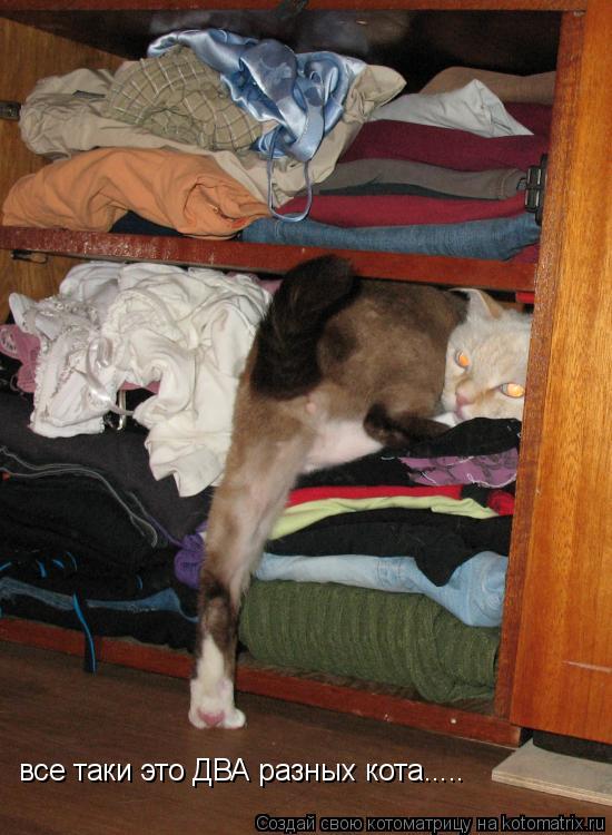все таки это ДВА разных кота........ Котоматрица: все таки это ДВА разных кота.....