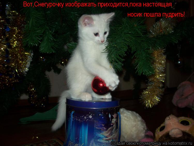 Котоматрица: Вот,Снегурочку изображать приходится,пока настоящая носик пошла пудрить!