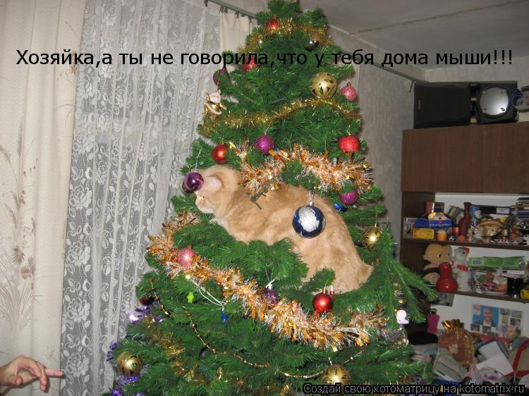 Котоматрица: Хозяйка,а ты не говорила,что у тебя дома мыши!!!