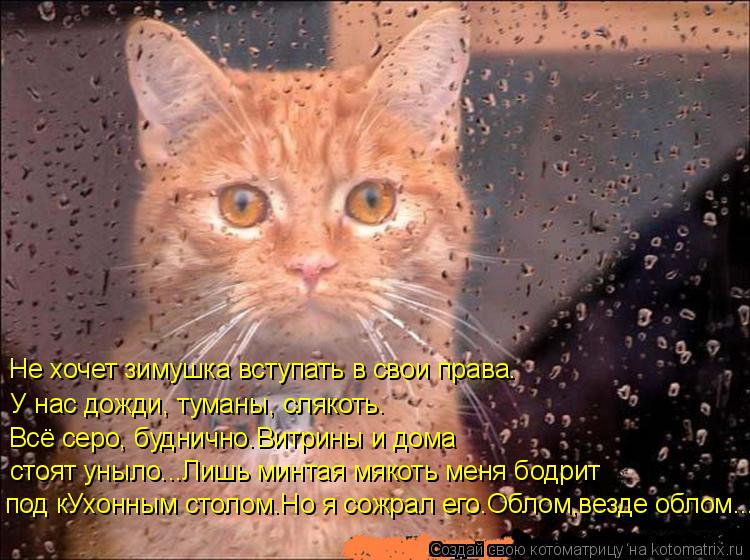 Не хочет зимушка вступать в свои права. У нас дожди, туманы, слякоть. Всё серо, буднично.Витрины и до... Котоматрица: Не хочет зимушка вступать в свои права. У нас дожди, туманы, слякоть. Всё серо, буднично.Витрины и дома стоят уныло...Лишь минтая мякоть меня б