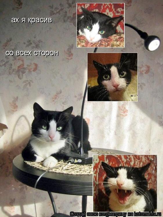 Котоматрица: ах я красив  со всех сторон