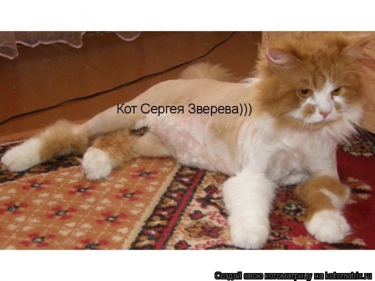 Котоматрица: Кот Сергея Зверева)))