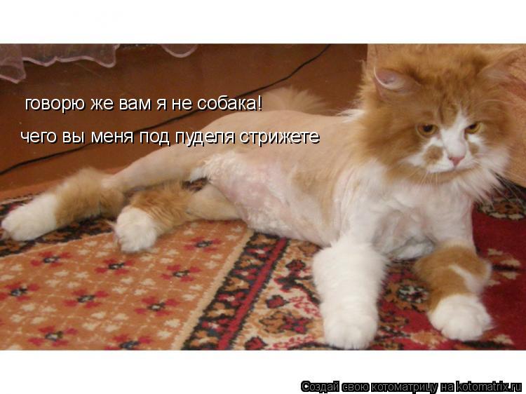 Котоматрица: говорю же вам я не собака! чего вы меня под пуделя стрижете