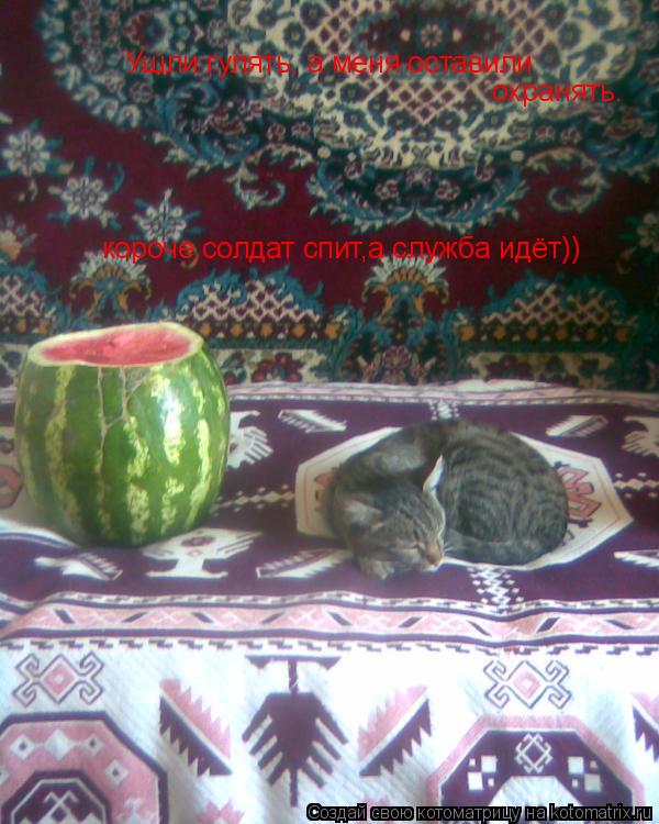 Котоматрица: Ушли гулять, а меня оставили  охранять. короче,солдат спит,а служба идёт))