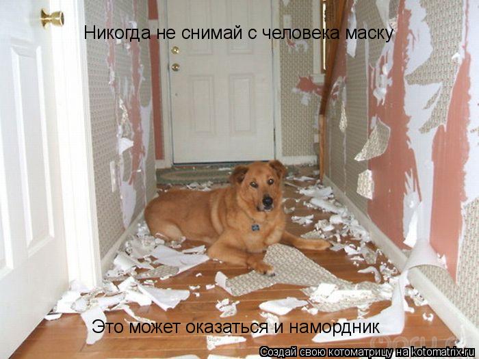Котоматрица: Это может оказаться и намордник Никогда не снимай с человека маску
