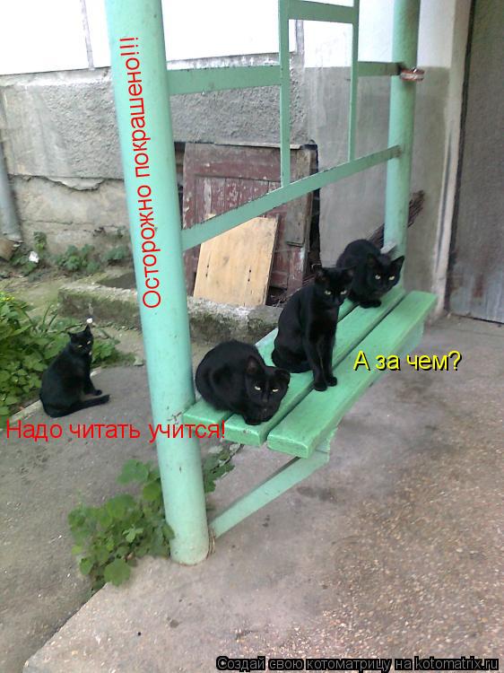 Осторожно покрашено!!! Надо читать учится! А за чем?... Котоматрица: Осторожно покрашено!!! Надо читать учится! А за чем?