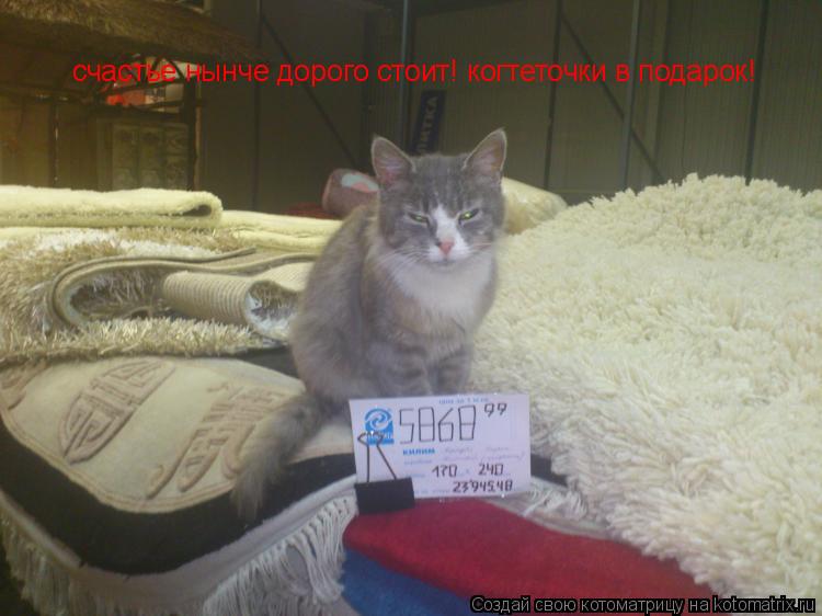 Котоматрица: счастье нынче дорого стоит! когтеточки в подарок!