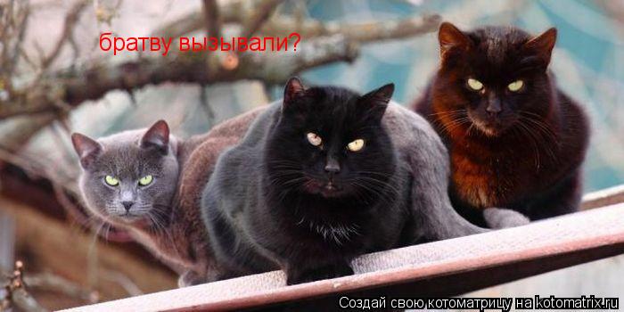 Котоматрица: братву вызывали?