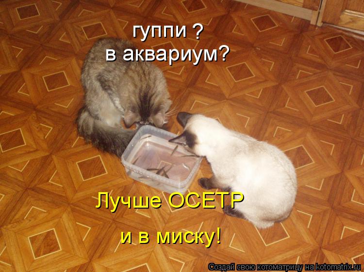 Котоматрица: гуппи ? в аквариум? Лучше ОСЕТР и в миску!