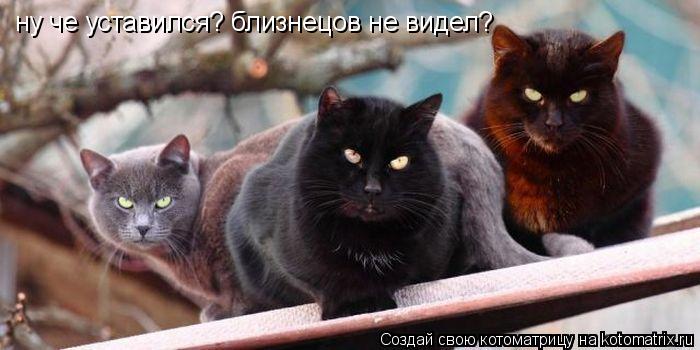 Котоматрица: ну че уставился? близнецов не видел?