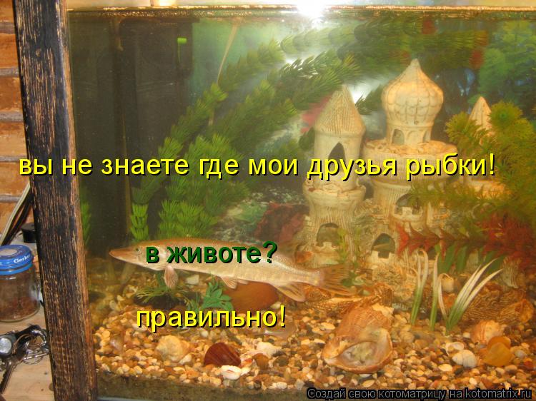 Котоматрица: вы не знаете где мои друзья рыбки! в животе? правильно!