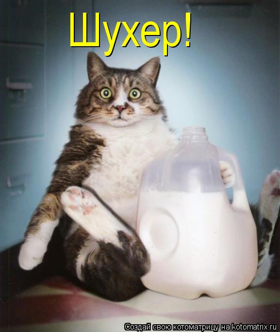Котоматрица: Шухер!