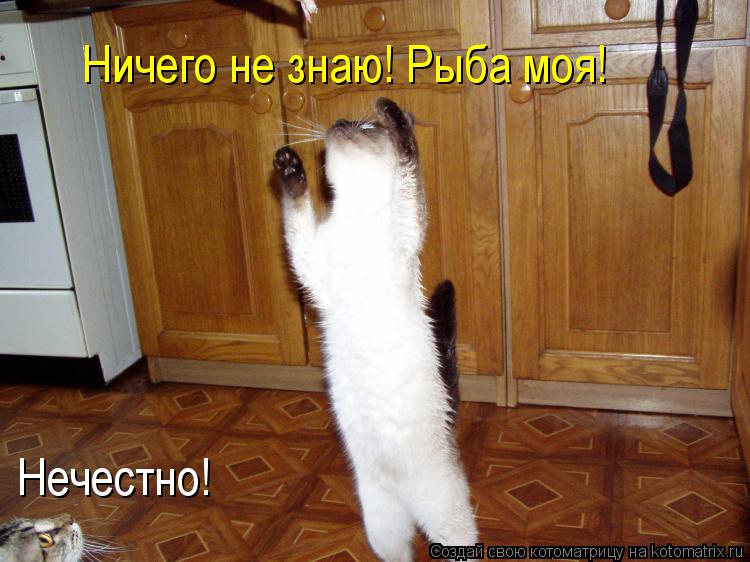 Котоматрица: Ничего не знаю! Рыба моя! Нечестно!