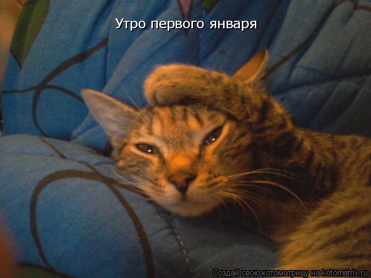 Котоматрица: Утро первого января