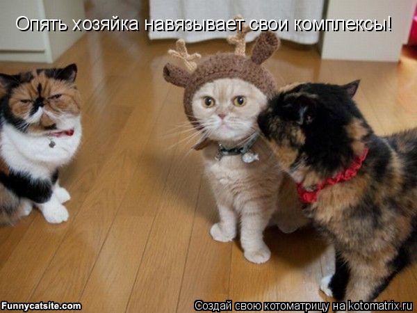 Котоматрица: Опять хозяйка навязывает свои комплексы!
