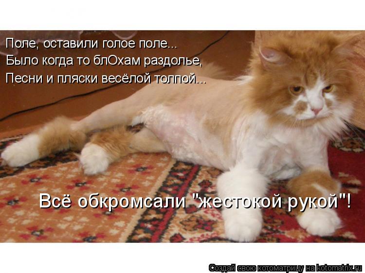 Котоматрица: Поле, оставили голое поле... Было когда то блОхам раздолье, Песни и пляски весёлой толпой... Всё обкромсали "жестокой рукой"!