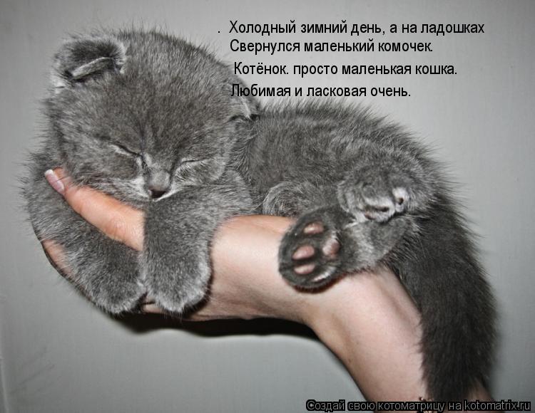 Котоматрица: .  Холодный зимний день, а на ладошках Свернулся маленький комочек…   Котёнок… просто маленькая кошка… Любимая и ласковая очень.