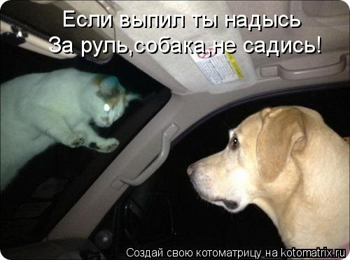 Котоматрица: Если выпил ты надысь За руль,собака,не садись!