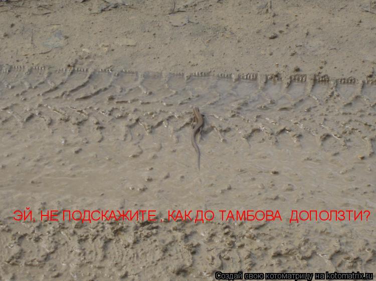 Котоматрица: ЭЙ, НЕ ПОДСКАЖИТЕ , КАК ДО ТАМБОВА  ДОПОЛЗТИ?