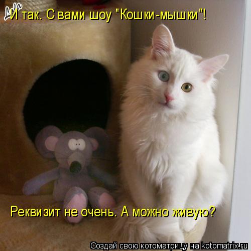 Котоматрица: И так. С вами шоу "Кошки-мышки"! Реквизит не очень. А можно живую?