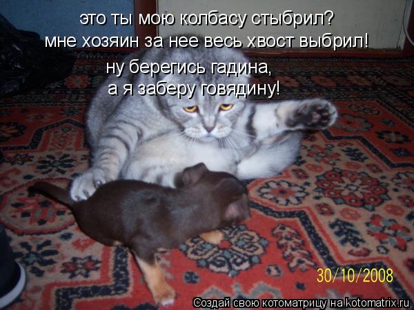 Котоматрица: это ты мою колбасу стыбрил? мне хозяин за нее весь хвост выбрил! ну берегись гадина, а я заберу говядину!