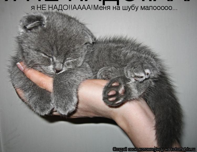 Котоматрица: я НЕ НАДО!!АААА!Меня на шубу малооооо... я НЕ НАДО!!АААА!Меня на шубу малооооо...