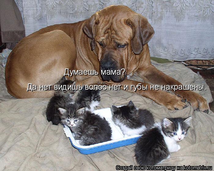 Думаешь мама? Да нет видишь волос нет и губы не накрашены.... Котоматрица: Думаешь мама? Да нет видишь волос нет и губы не накрашены.