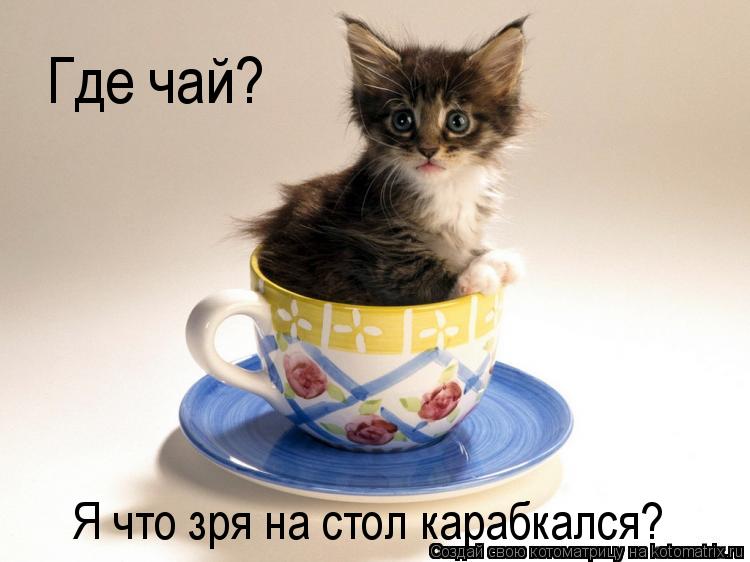 Где чай? Я что зря на стол карабкался?... Котоматрица: Где чай? Я что зря на стол карабкался?