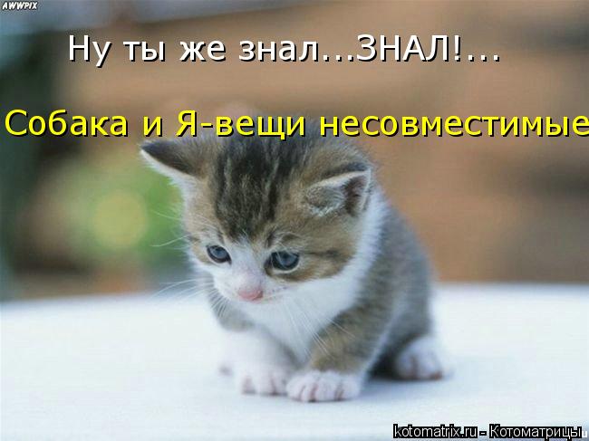 Ну ты же знал...ЗНАЛ!... Собака и Я-вещи несовместимые!...... Котоматрица: Ну ты же знал...ЗНАЛ!... Собака и Я-вещи несовместимые!...