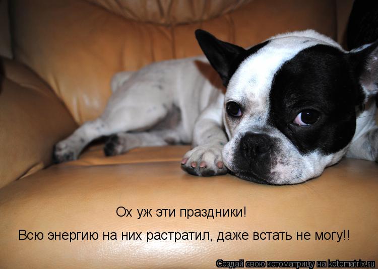 Всю энергию на них растратил, даже встать не могу!! Ох уж эти праздники!... Котоматрица: Всю энергию на них растратил, даже встать не могу!! Ох уж эти праздники!