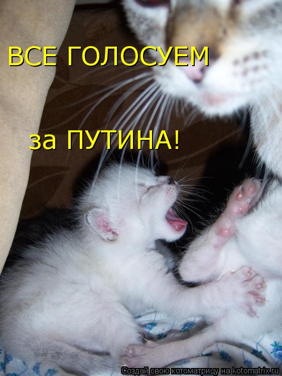 ВСЕ ГОЛОСУЕМ за ПУТИНА!... Котоматрица: ВСЕ ГОЛОСУЕМ за ПУТИНА!