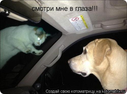 Котоматрица: смотри мне в глаза!!!