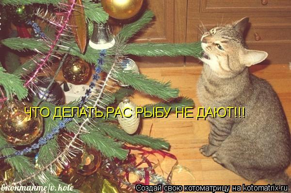 Котоматрица: ЧТО ДЕЛАТЬ   ЧТО ДЕЛАТЬ,РАС РЫБУ НЕ ДАЮТ!!!