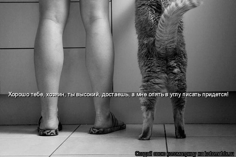 Котоматрица: Хорошо тебе, хозяин, ты высокий, достаешь, а мне опять в углу писать придется!