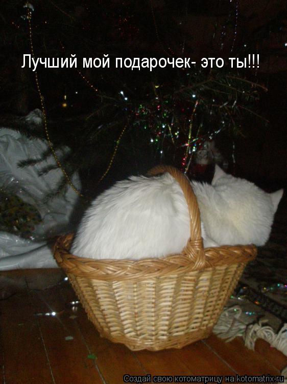 Котоматрица: Лучший мой подарочек- это ты!!!