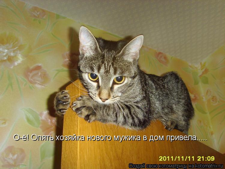 Котоматрица: О-ё! Опять хозяйка нового мужика в дом привела.....