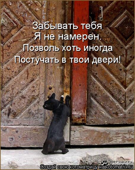 Котоматрица: Забывать тебя Я не намерен. Позволь хоть иногда Постучать в твои двери!
