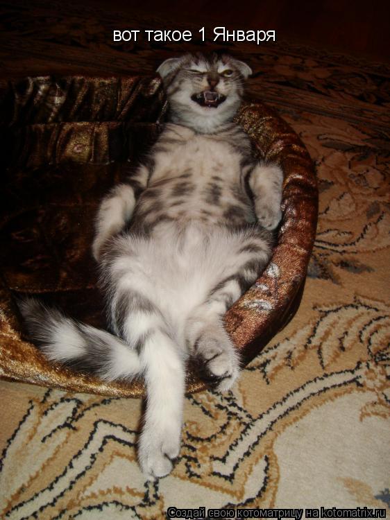 Котоматрица: вот такое 1 Января