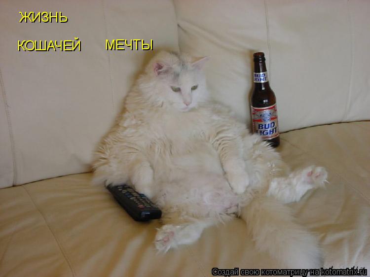 Котоматрица: ЖИЗНЬ КОШАЧЕЙ  МЕЧТЫ