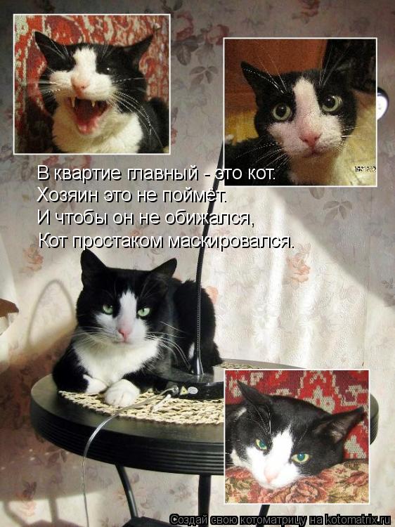 В квартие главный - это кот. Хозяин это не поймёт. И чтобы он не обижался, Кот простаком маскировался... Котоматрица: В квартие главный - это кот. Хозяин это не поймёт. И чтобы он не обижался, Кот простаком маскировался.