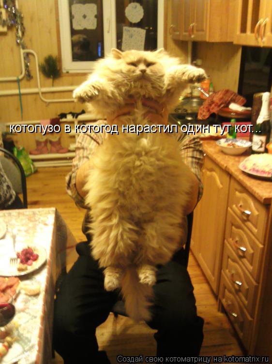 Котоматрица: котопузо в котогод нарастил один тут кот...