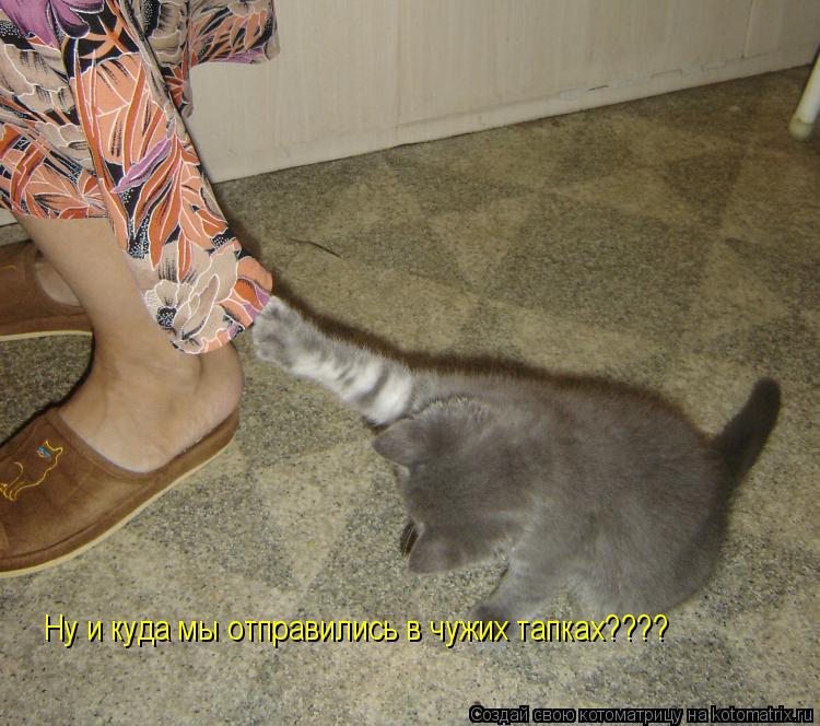 Котоматрица: Ну и куда мы отправились в чужих тапках????