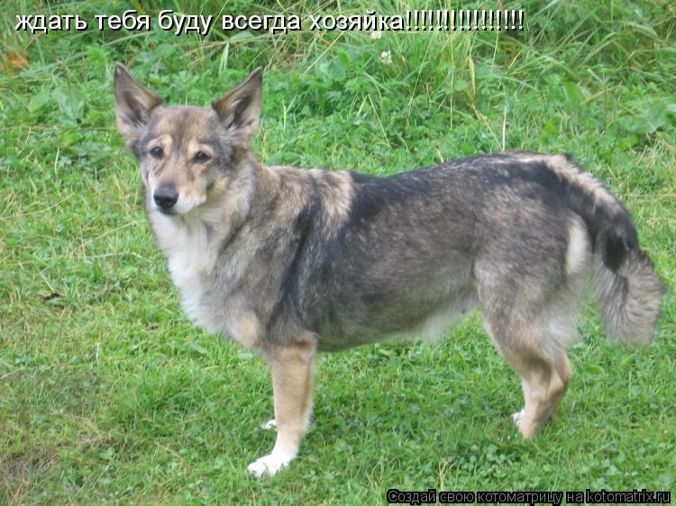 Котоматрица: ждать тебя буду всегда хозяйка!!!!!!!!!!!!!!!!