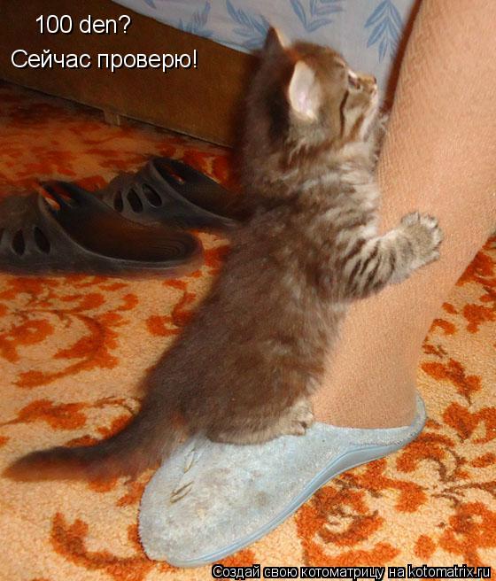 Котоматрица: 100 den? Сейчас проверю!