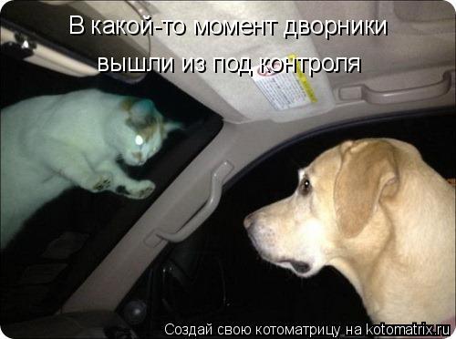 Котоматрица: В какой-то момент дворники   вышли из под контроля