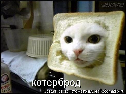 Котоматрица: котерброд