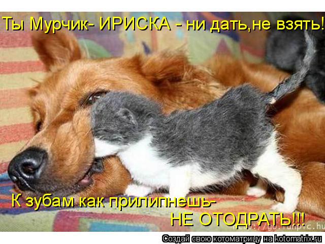 К зубам как прилипнешь- НЕ ОТОДРАТЬ!!! Ты Мурчик- ИРИСКА - ни дать,не взять!... Котоматрица: К зубам как прилипнешь- НЕ ОТОДРАТЬ!!! Ты Мурчик- ИРИСКА - ни дать,не взять!